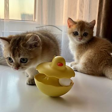 котята 1 месяц: Британская короткошёрстная, 3 месяца, Девочка, Золотая шиншилла, Приучена к лотку — 5