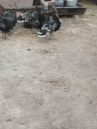 голуби птицы животный: Продам индюшат 3х месячных. 8 штук — 3