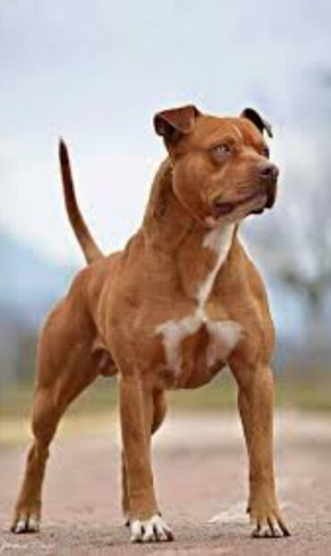 pitbull az: Pitbul, 5 ay, Erkek