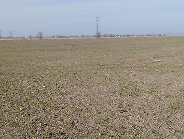 Куплю земельный участок: Продаётся хорошая поливная земля в городе карабалта возле — 8