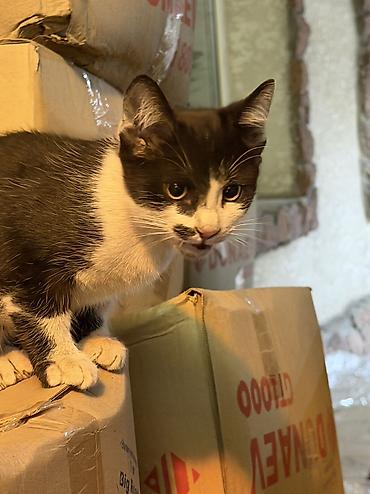 Отдам даром кошку: Отдаются котята даром Два черно белых мальчика а черная девочка, в — 3