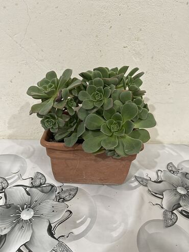 Otaq bitkiləri: Dibçək gülləri Çoxlu növdə dipcək gülləri var. Çatdırılma var — 10