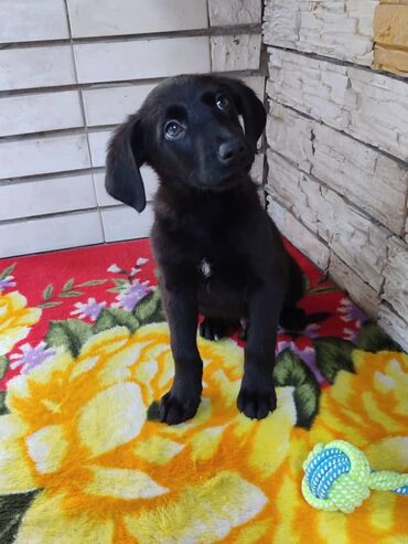 Продажа собак: Мальчик ищет дом. Привезём сами. Дважды привит — 10