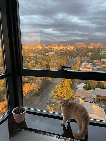 борсан платинум: 4 комнаты, 125 м², Мед Академия Элитка, 12 этаж, Евроремонт — 8
