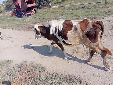 Inəklər, öküzlər: Dişi, Simental, il: 5, Südlük, Ünvandan götürmə — 1