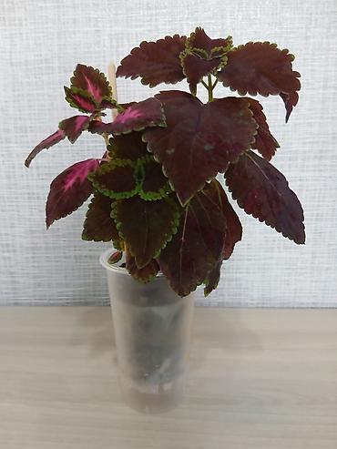 Женское счастье (Спатифиллюм): Комнатные растения в горшках 1) Цитрус (лимон/апельсин из косточки) — — 5