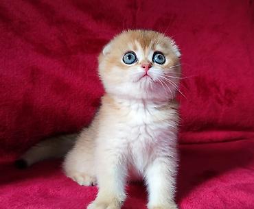 Продажа кошек: Питомник шотландских кошек предлагает к предварительному резерву — 12