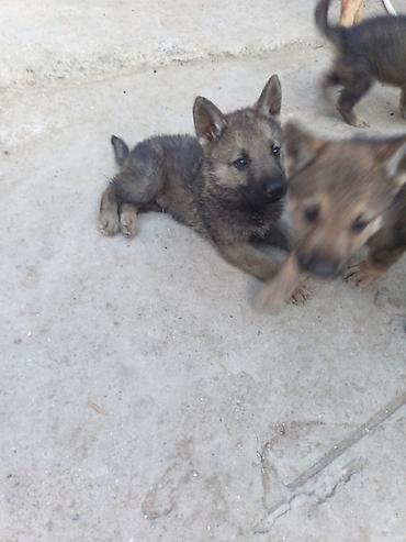 dog argentinian: 1 ay, Erkək, Ödənişli çatdırılma — 5