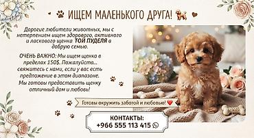 ит итер ош: Ищем щенка той‑пуделя для доброй семьи. Требования: - здоровый — 1