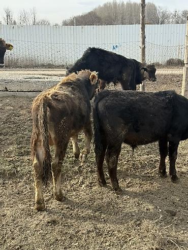 Коровы, быки: Продаю | Музоо, торпок | На откорм — 3