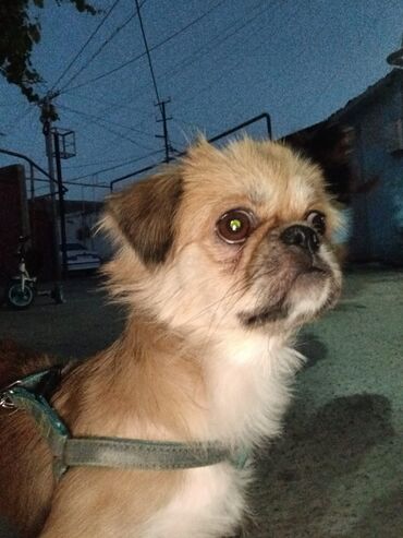 ucuz pekines satilir: Pekines, 9 ay, Erkek, Peyvəndli, Ödənişli çatdırılma