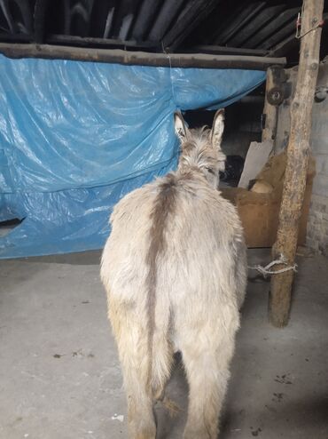 Другие с/х животные: Осёл рабочего ешек сатылат срочно улагы уйуру 💯💯💯 араба тартат жорго — 15