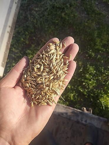 початки кукуруза: Ячмень для корма в мешках!!! — 1