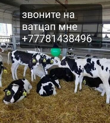 жалабат уй: Сатам | Уй (ургаачы), Бука (эркек), Кунаажын | Ангус, Герефорд, Голштин | Бордоп семиртүү үчүн, Союуга, Көбөйтүү үчүн | Асыл тукумдуу