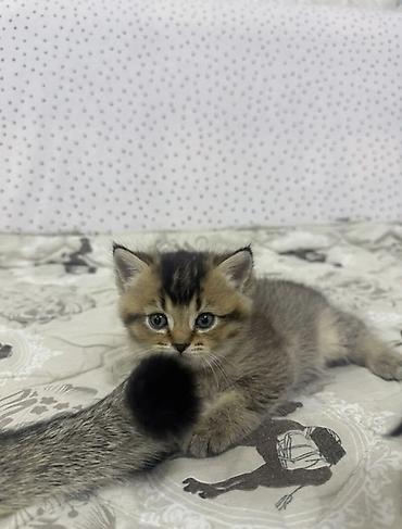 кошка золотая шиншила: Британские котята, редкий окрас чёрное золото (shaded/ticked) — 2
