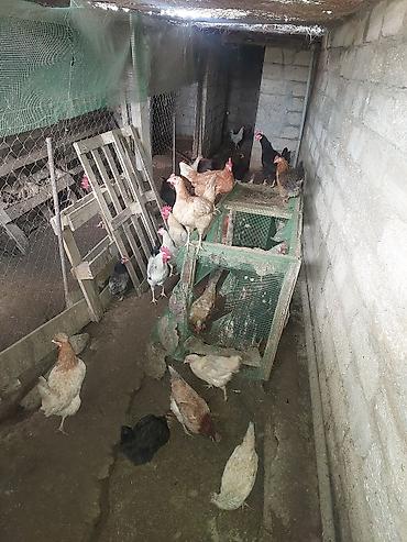 toyug hini: Toyuq, Damazlıq, Ünvandan götürmə — 2