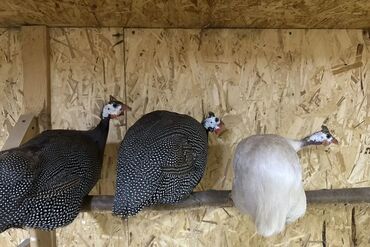 машины на продажу бишкек: Продаю | Куры, Петух