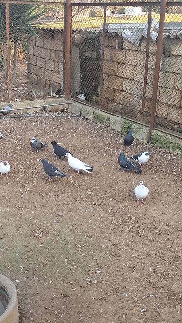 Göyərçinlər: Satılır — 6