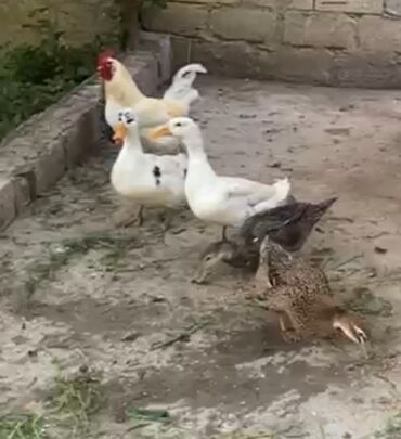 kend toyuqları: Dişi, Damazlıq, Ünvandan götürmə, Ödənişli çatdırılma