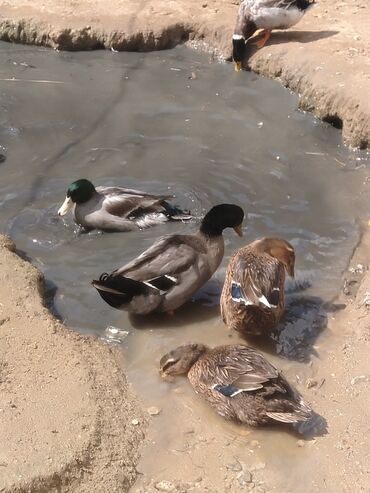 Ördəklər: Salam hamıya dalaşan yaşılbaş çöl. ördəyi satıram istəyən buyursun -da lalafo.az — 2 Ördəklər: Salam hamıya dalaşan yaşılbaş çöl. ördəyi satıram istəyən buyursun — 2