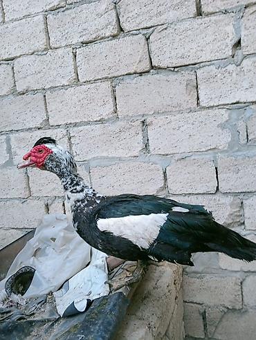 K/t heyvanları və malları: Erkək, | Lal ördək, Damazlıq — 1