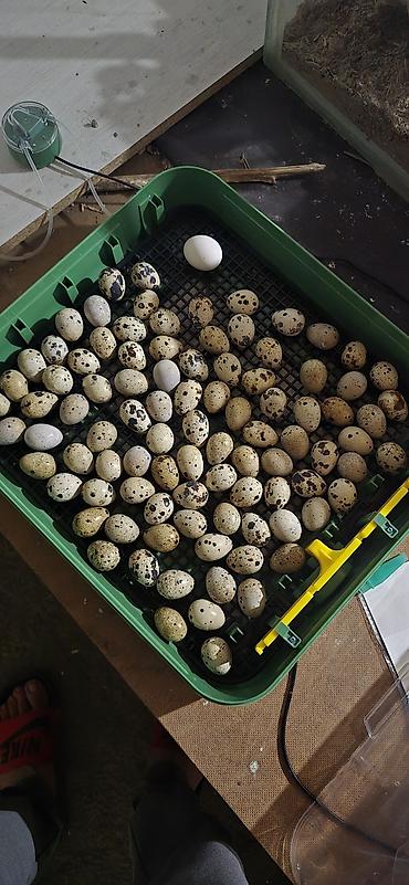 сыр тофу: 🐦 ПЕРЕПЕЛА «БЕЛЫЙ ГИГАНТ ТЕХАС» — В ОШ! 🐦 В наличии качественные — 4