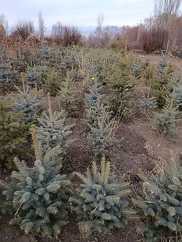 Ель: Ель голубая (Picea pungens, Blue Spruce) — саженцы из питомника — 17
