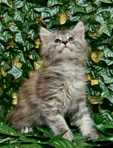 кальций для животных: Предлагаются к бронированию шикарные котята Мейн Куна С полным