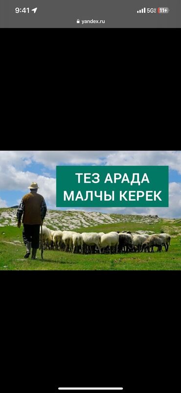 работу пастуха: Требуется Пастух, Оплата Дважды в месяц