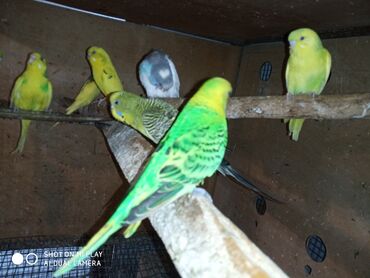 Tutuquşları: Valnisti papuqaylar satilir tutuquşular coxdu renbow var onun qiyməti — 7