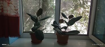 Фикусы: Фикусы — 2