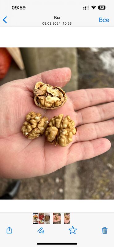 саженцы орех: Продаем орехи собранные из ореховой рощи, крупные и вкусные. оптом и в