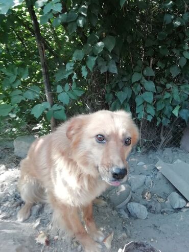 усыпление собак на дому: Собака даром: Дворняжка, 4 года, Самец at lalafo.kg усыпление собак на дому: Собака даром: Дворняжка, 4 года, Самец
