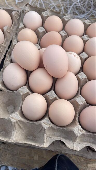 Молочные продукты и яйца: Яйца оптом 6 сом доставка от 30 коробок Бишкек Кант бесплатная регионы