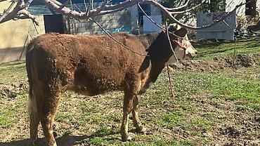 Коровы, быки: Продаю | Тёлка | Симментальская | На забой, Для разведения, Для молока | Племенные, Не стельные, Искусственник — 5