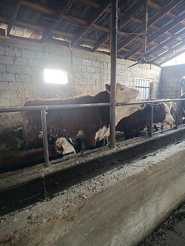 Коровы, быки: Продаю | Бык (самец) | Герефорд | На откорм | Племенные — 16