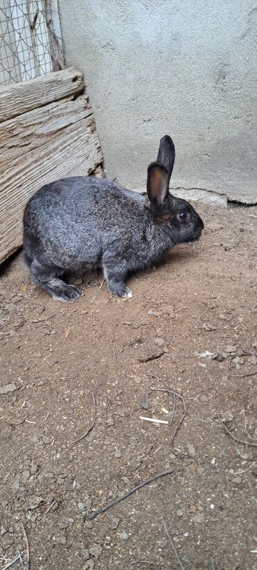 Dovşanlar: Sağlam dovşanlar satılır 13 azn 3 dənədir — 5