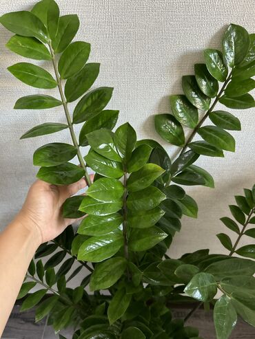 Комнатные растения: Очень пышный замик рост метр