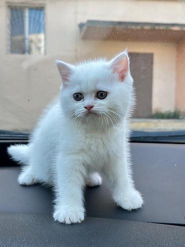 Pişiklər: Britan — 7