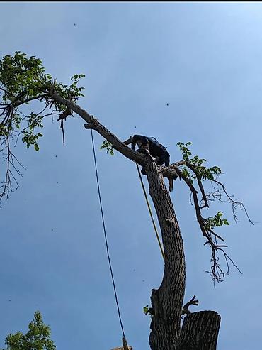 Спил деревьев, заготовка дров: Спил деревьев любой сложности. Промышленный альпинизм и верхолазные at lalafo.kg — 2 Спил деревьев, заготовка дров: Спил деревьев любой сложности. Промышленный альпинизм и верхолазные — 2