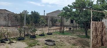 qaxda satilan evler: Həyətyanı torpaq sahəsi və quşçuluq üçün hazır infrastruktur - Geniş — 4