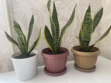 Другие комнатные растения: Продаю сансивиеры абсолютно неприхотливое растение. Отлично очищает