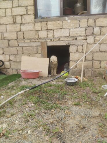 pitbul satışı: Pudel, 10 ay, Erkek, Peyvəndli, Ödənişli çatdırılma