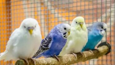 питьевые витамины для волнистых попугаев: Продаю Волнистых Попугаев. В количестве 7 шт (мальчики,девочки)