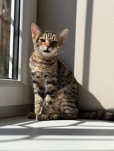 взять котика в добрые руки: Кошка даром: Беспородная, 5 месяцев, Девочка, Приучена к лотку — 5