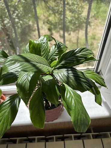 Bitkilər: Spathiphyllum qadın xoşbəxtliyi– otaq bitkisi - Növ: Spathiphyllum — 2