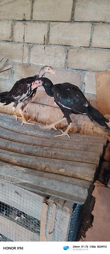 balaca şirin itler: Qara heyratı bece satılır 3 aylıqdı tam sağlam temız qan heyvandı — 3