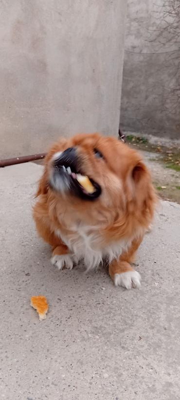 qurd basar iti: Pekines — 2