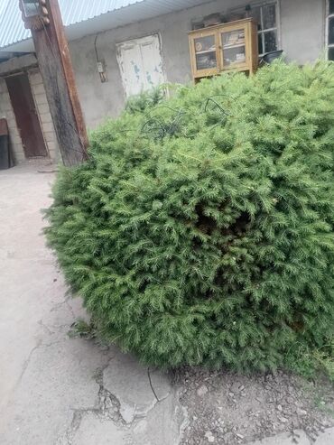аренда мороженного аппарата: Ель