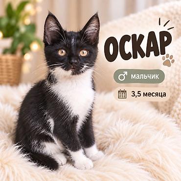 жалал абад кошки: 3 месяца, Мальчик, Приучена к лотку — 1